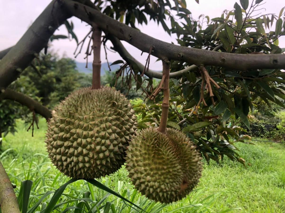 Durian Ecolodge Tampin Buitenkant foto