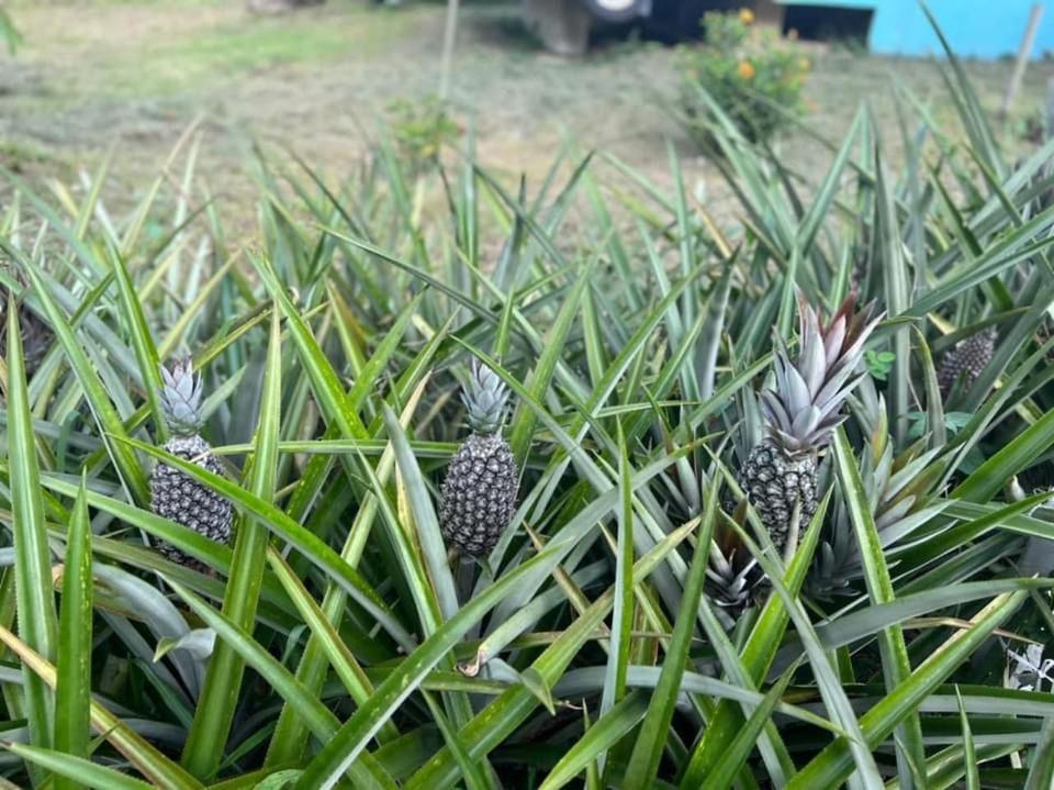 Durian Ecolodge Tampin Buitenkant foto