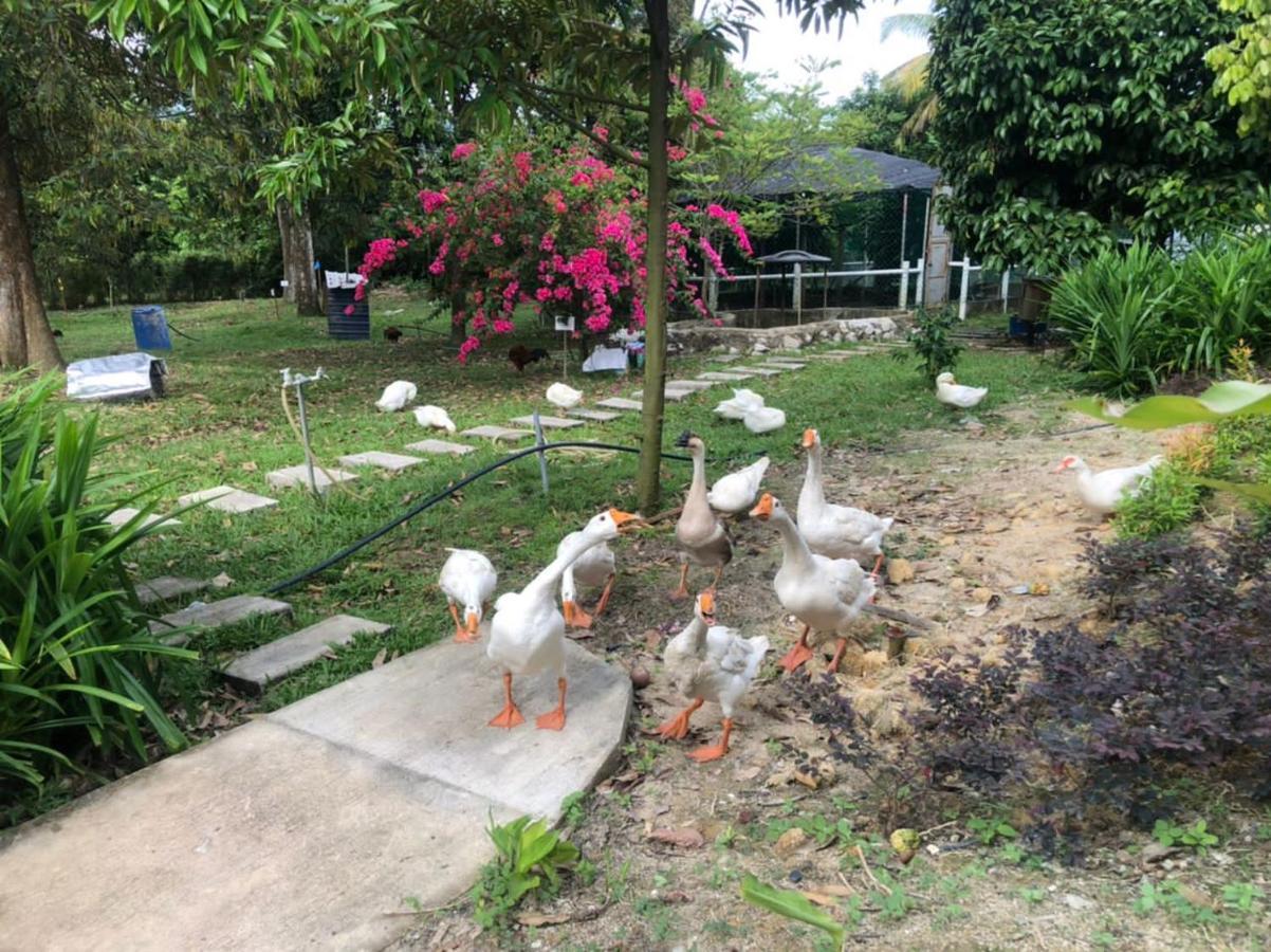 Durian Ecolodge Tampin Buitenkant foto